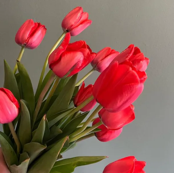 Tulip Bouquet